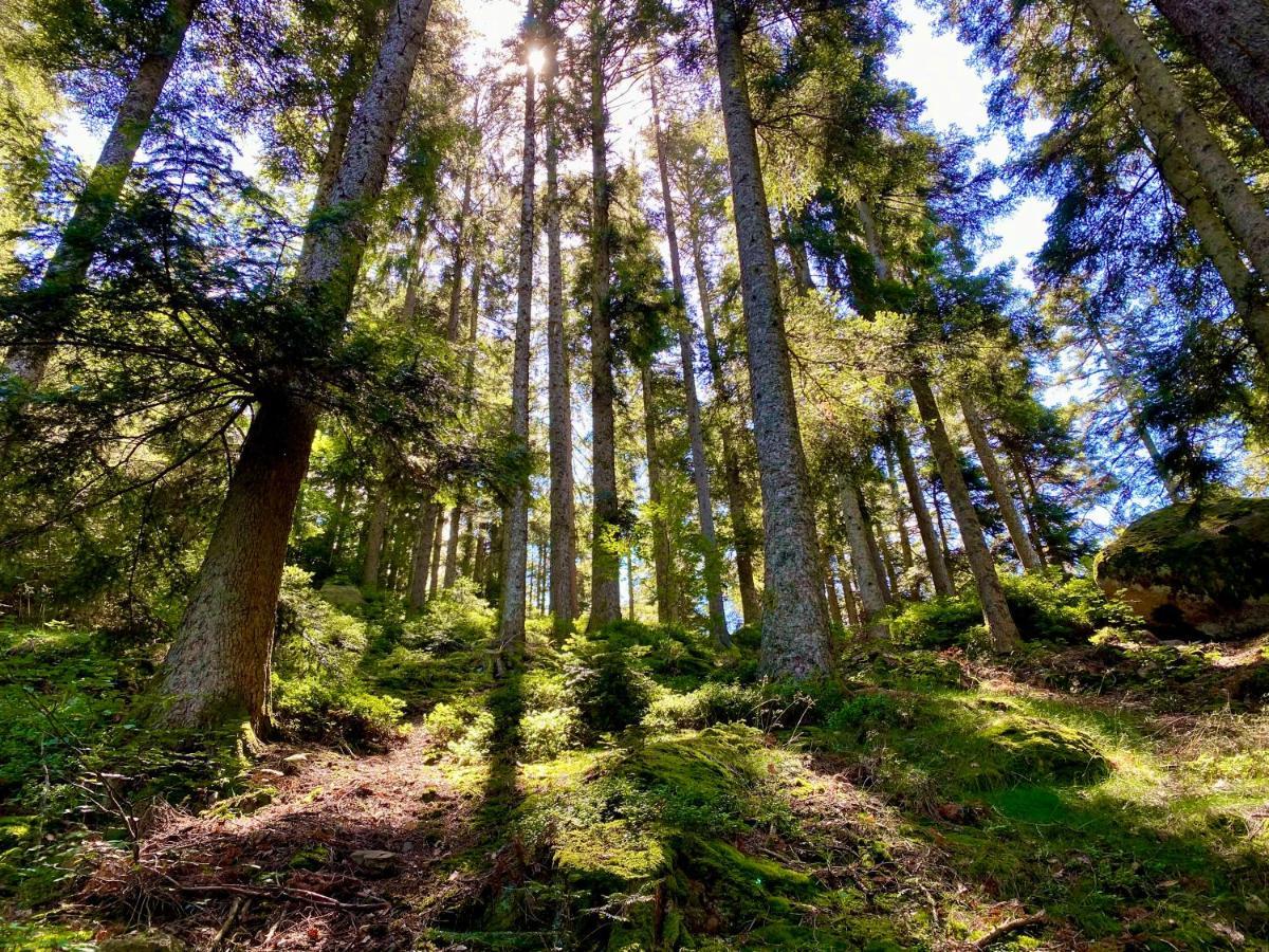 Ferienwohnung Zur Bierliebe - Mit Toller Aussicht Im Herzen Des Schwarzwaldes Hornberg Eksteriør billede